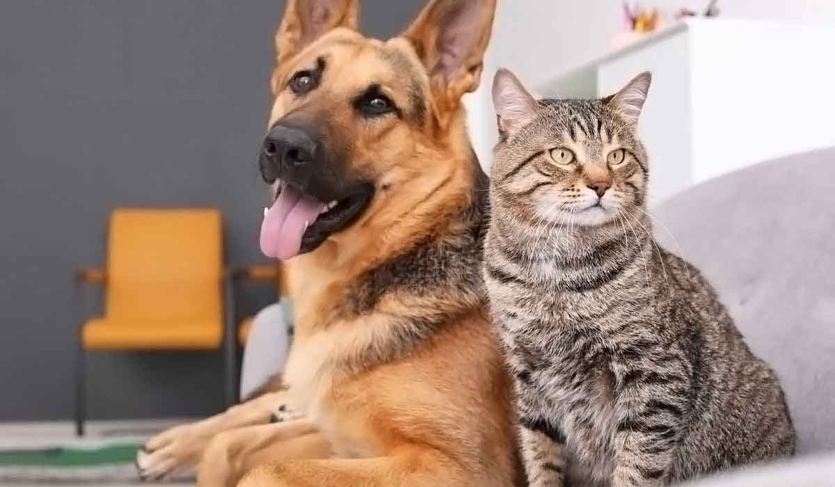 网络电话呼叫软件免费版