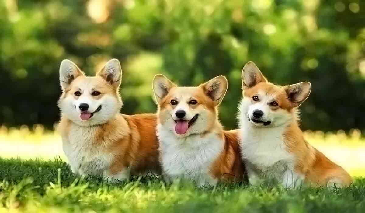 智能办公必备的无限轰炸手机号码软件