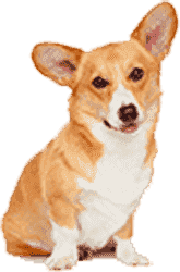 短信验证码轰炸在线版